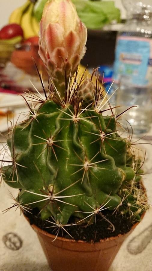 Thelocactus setispinus 15
