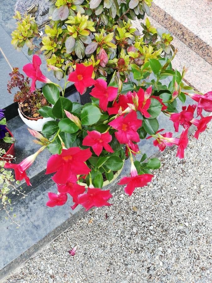 Chilenischer Jasmin 5
