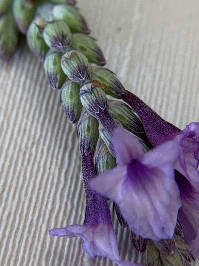Lavendel