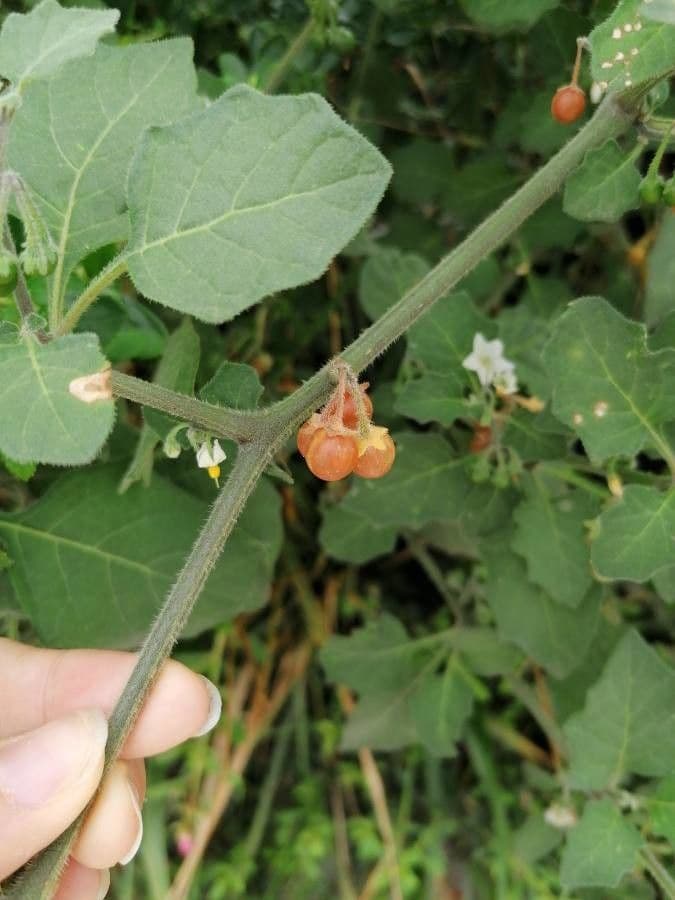 Solanum villosum 3