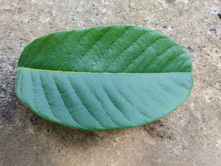 Centrolobium tomentosum 6