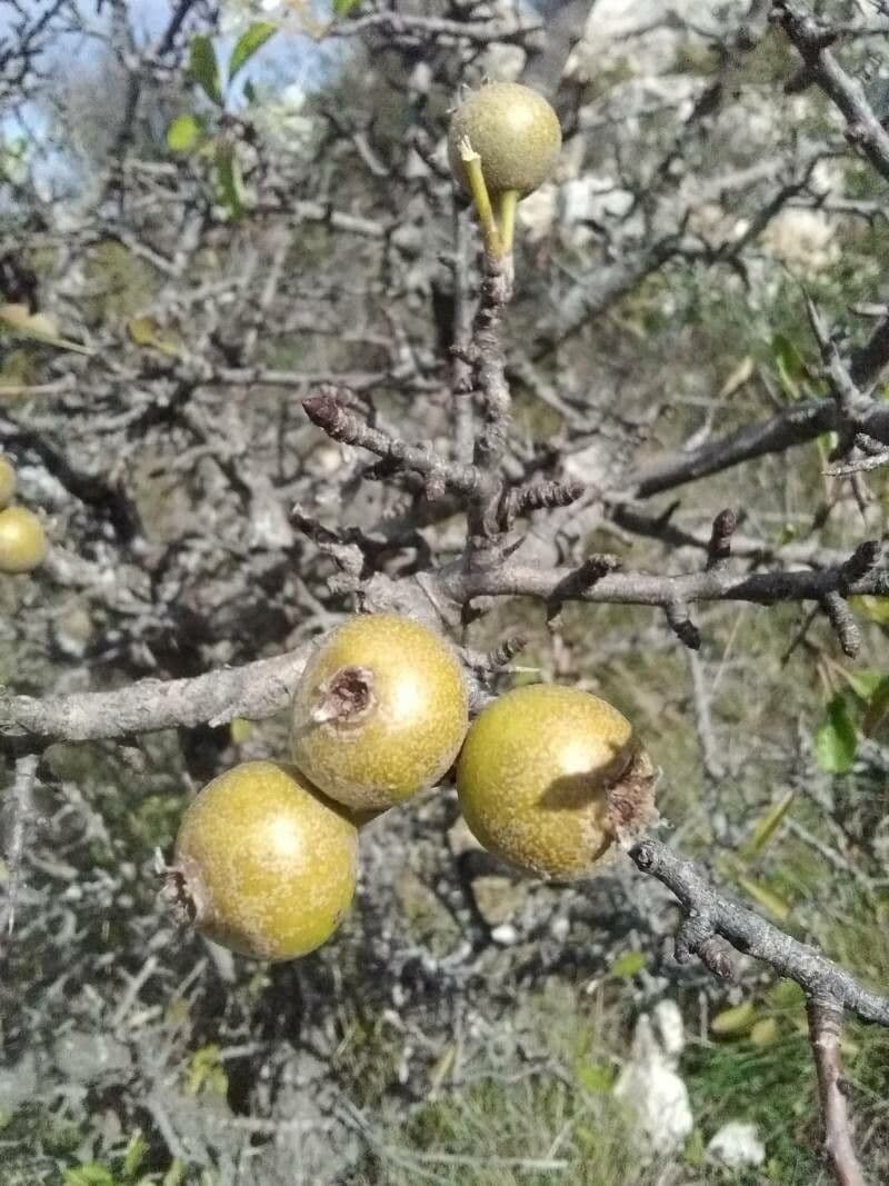 Grusza 2