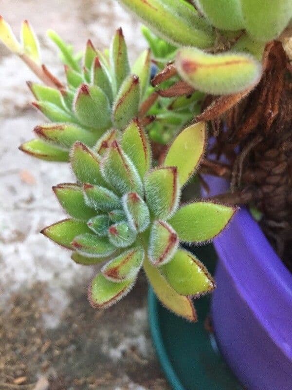 Echeveria 10