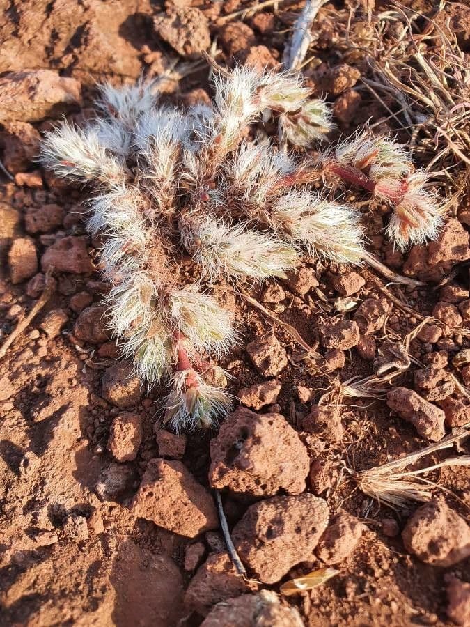 Portulaka