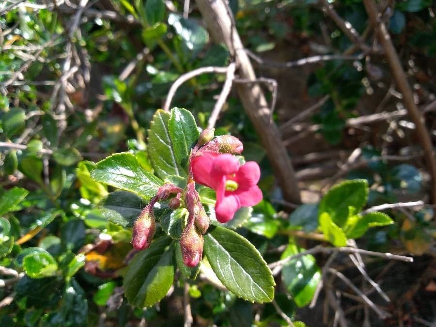 Rote Escallonie 26