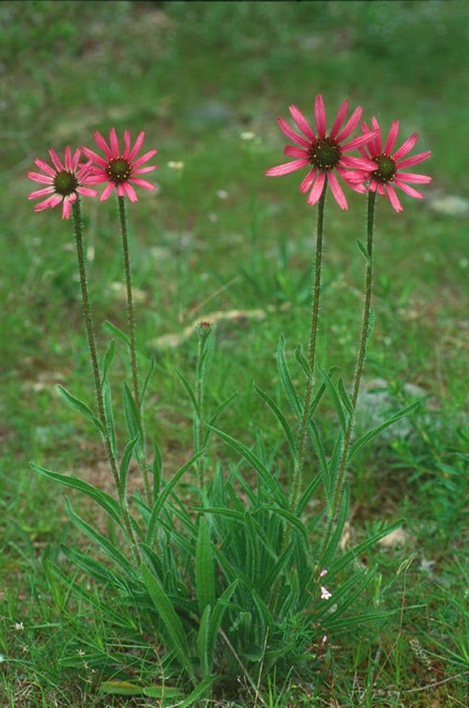 Echinacea del Tennessee 10