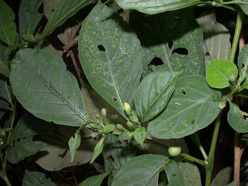Lycianthes heteroclita 9