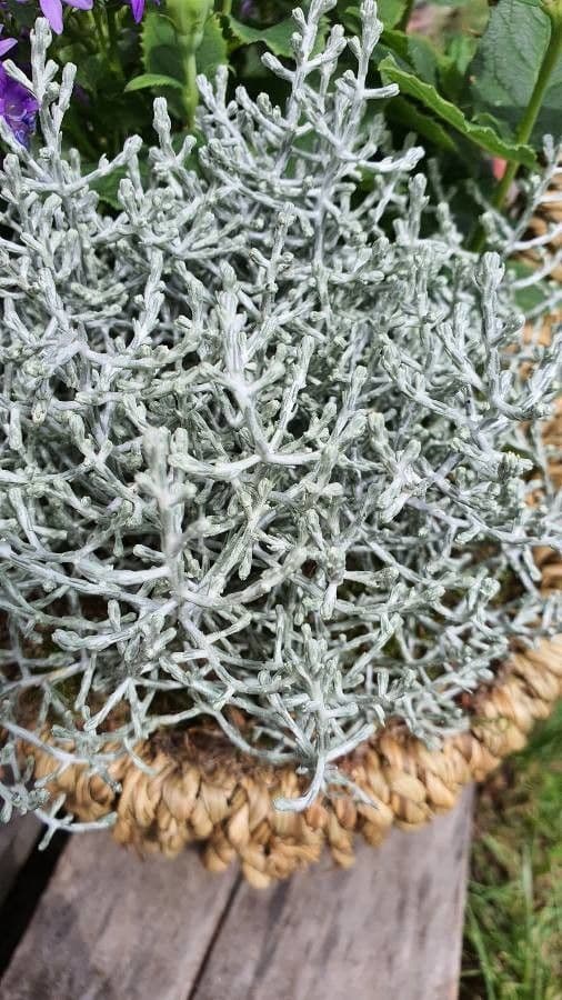 Buisson coussin 22