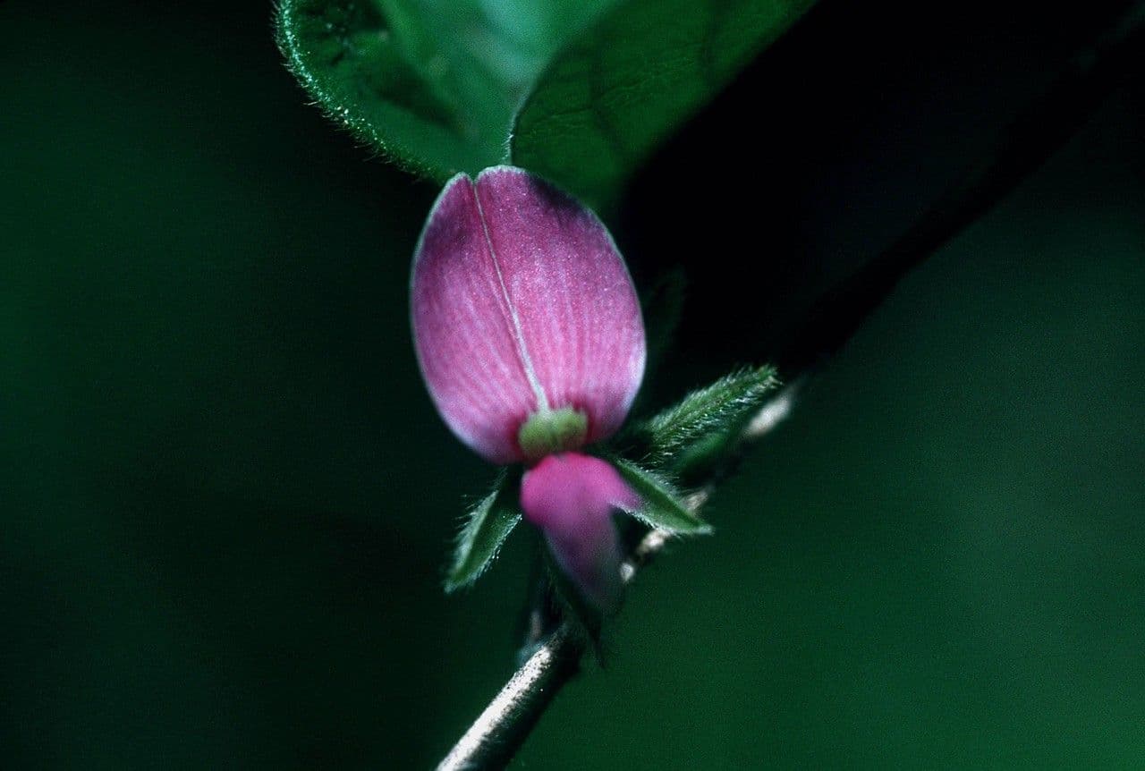 Galactia striata 7