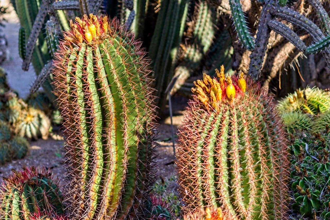 Ferocactus wislizeni 12