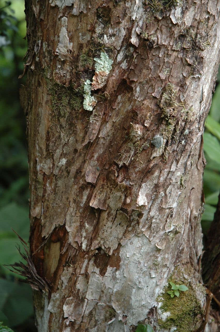 'Ōhi'a 5