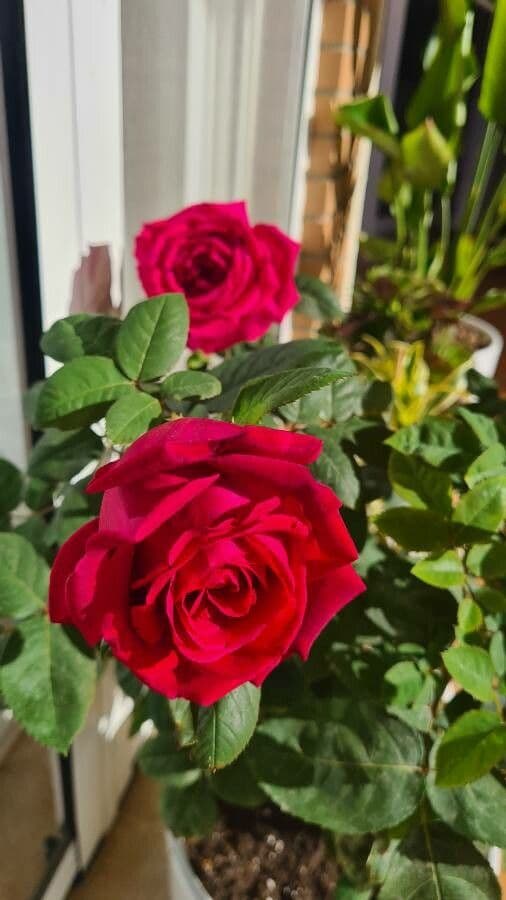 Rosa 5