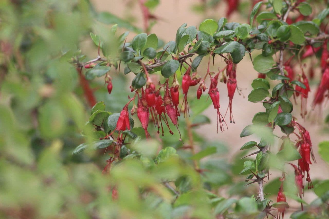 Fuchsiöse johannisbeere 7