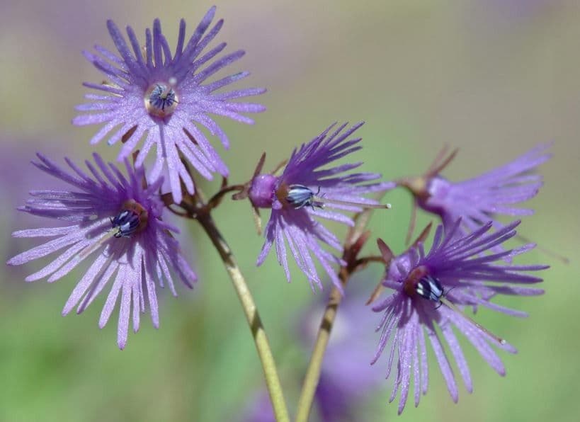 Soldanella comune 5