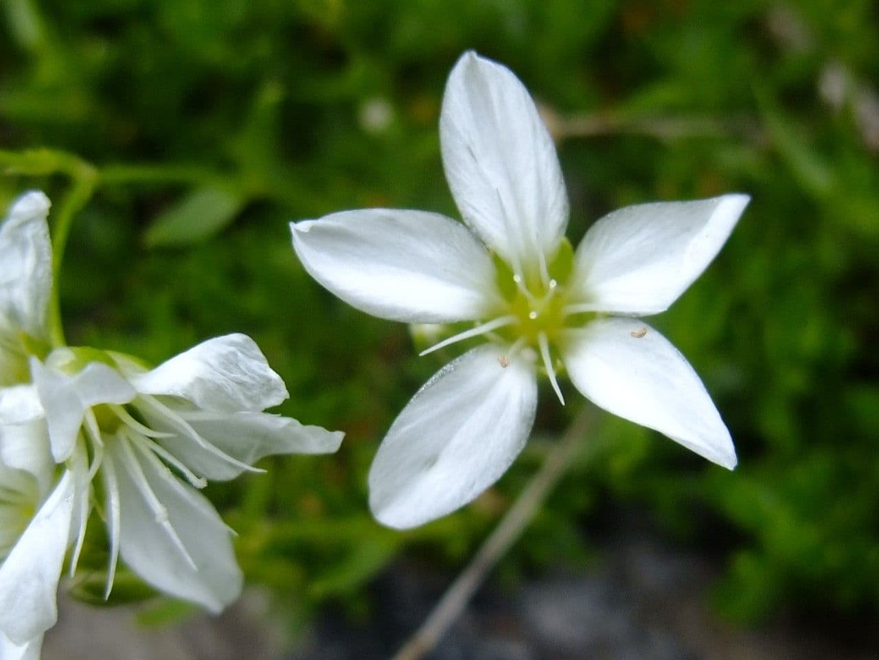 Arenaria