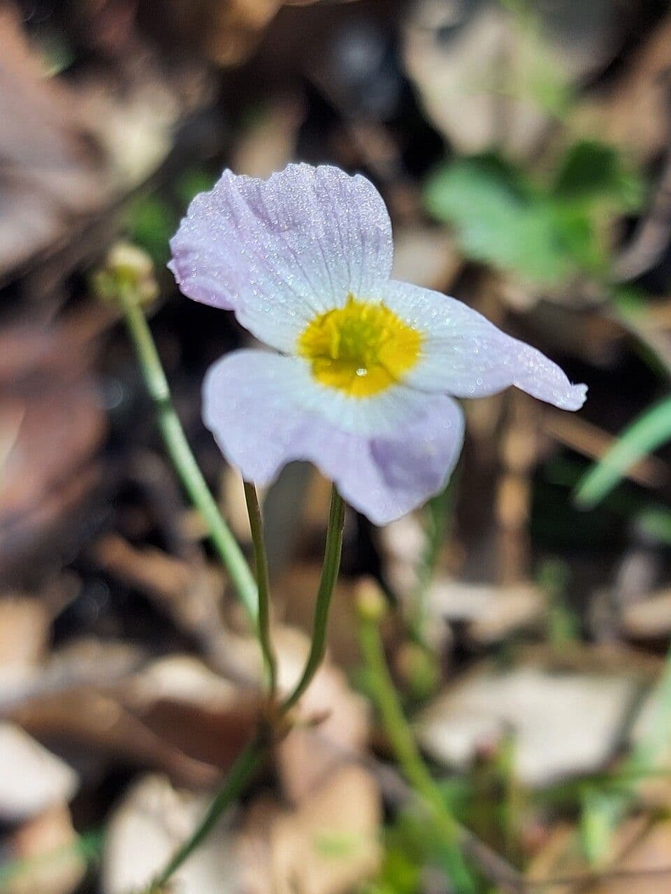 Alisma ranuncoloide 7