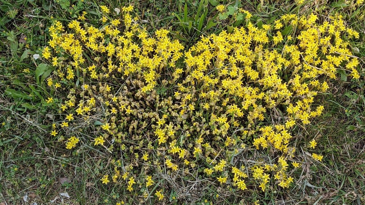 Borracina acre 12