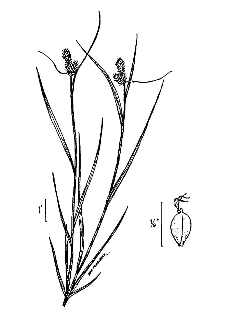 Bush-Segge 3