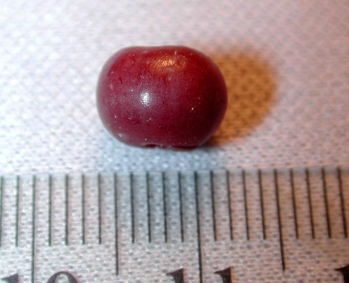 Psychotria 14
