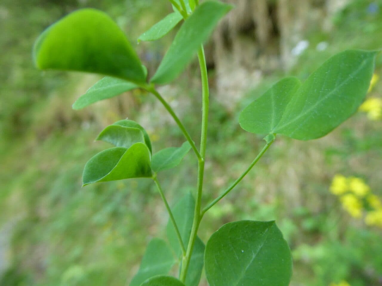 Escobón 20
