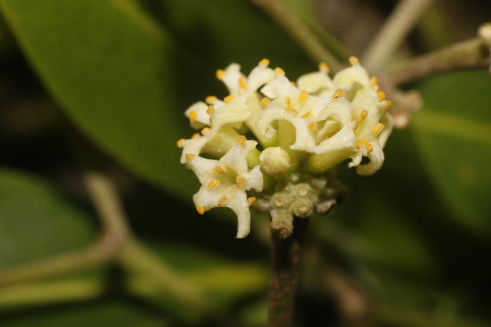 Daphnopsis americana 9