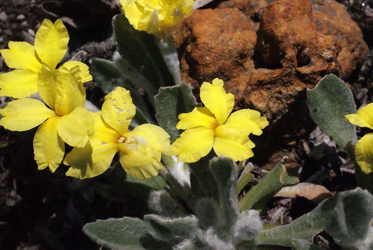 Goodenia