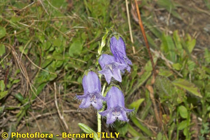 Campanula barbata 23