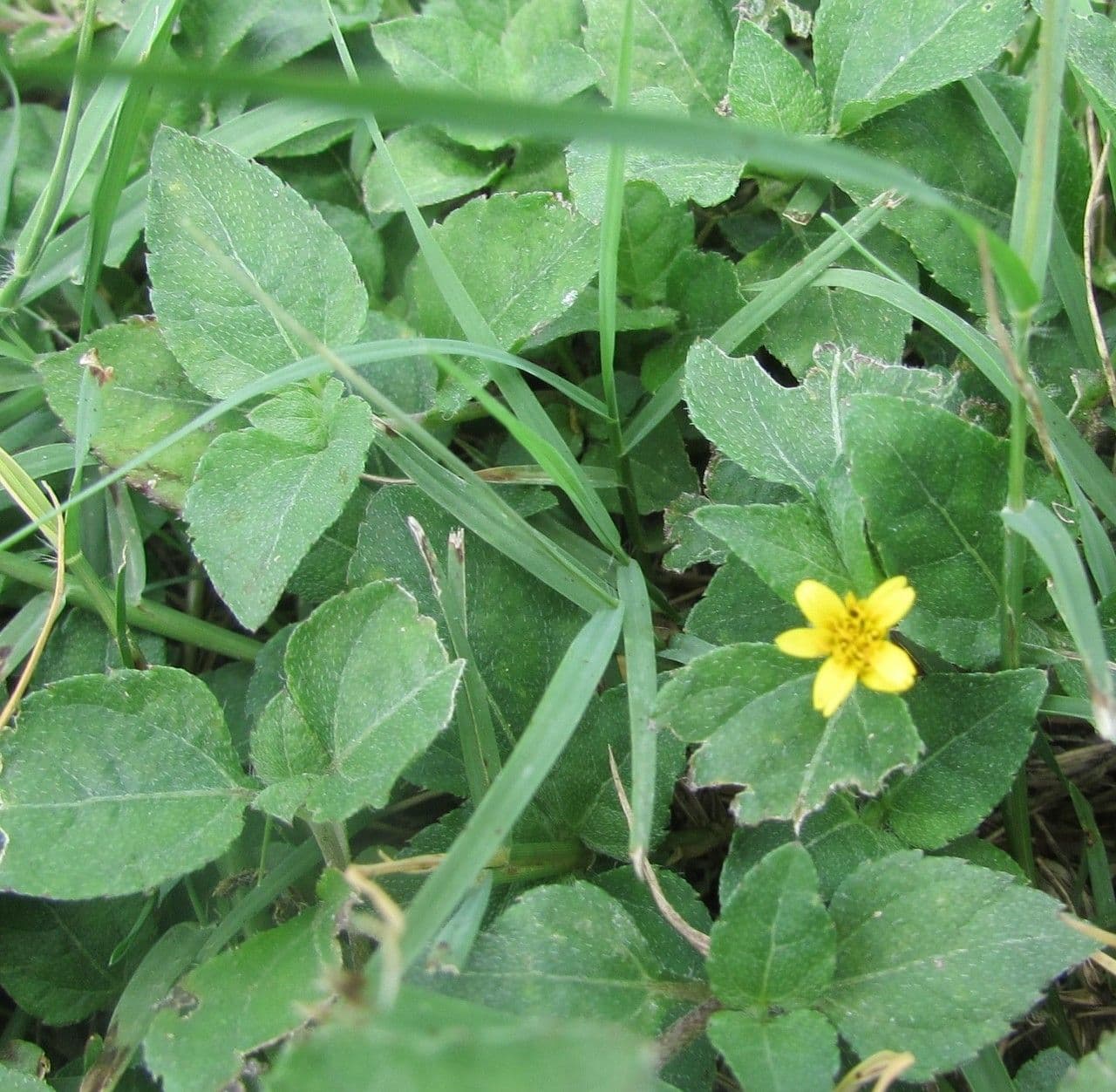 Calyptocarpus vialis 10