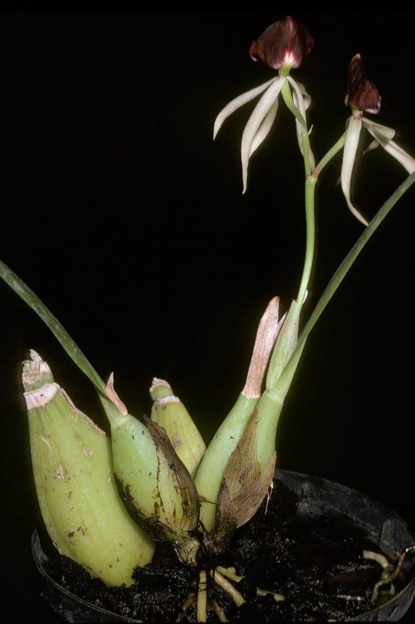 Orchidea conchiglia 6