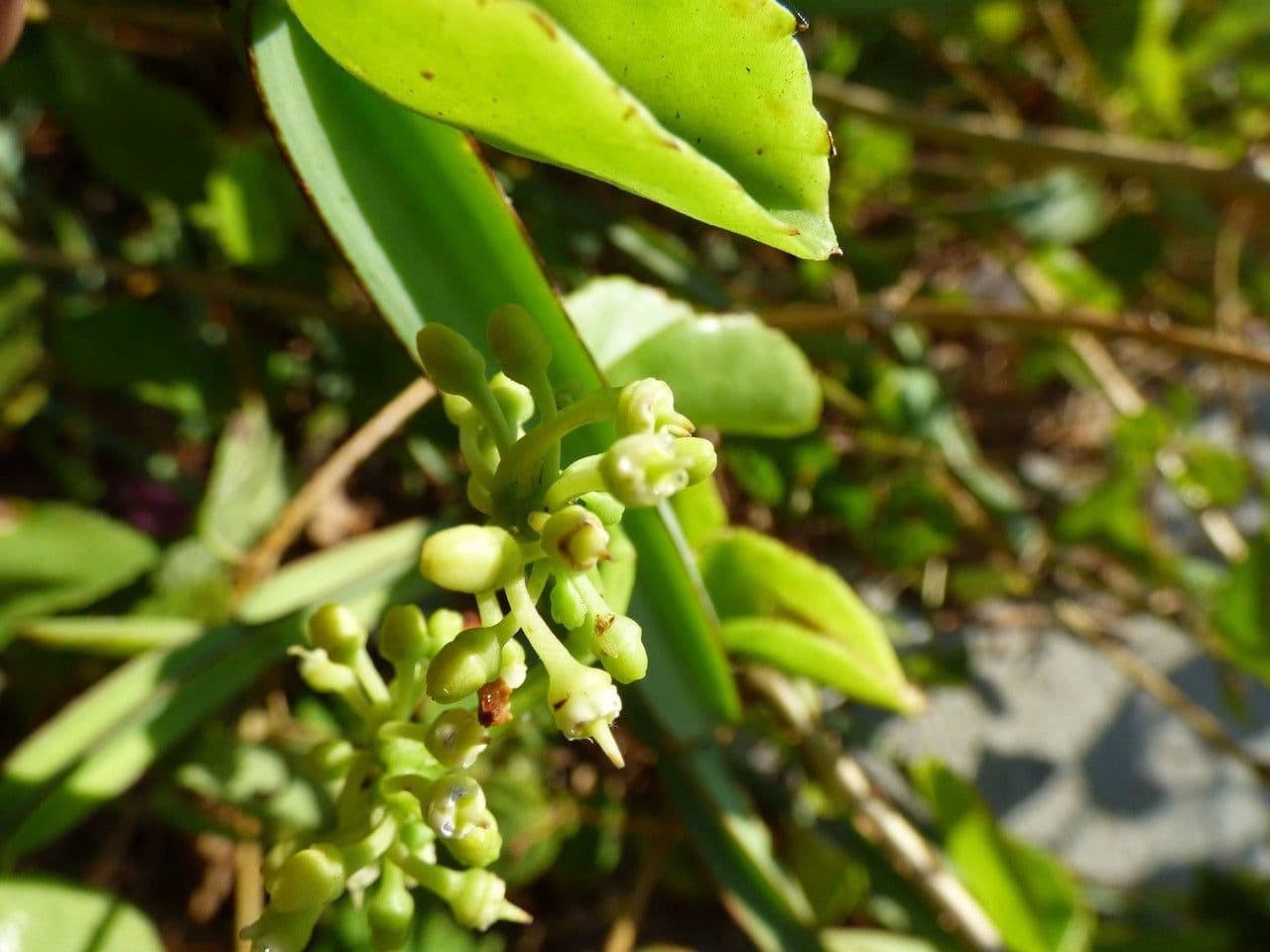 Cissus 10