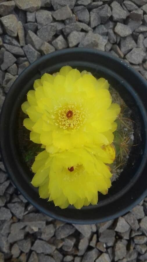 Parodia 2