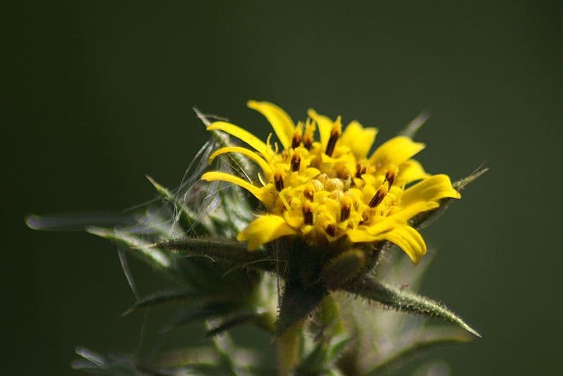 Centromadia parryi 4