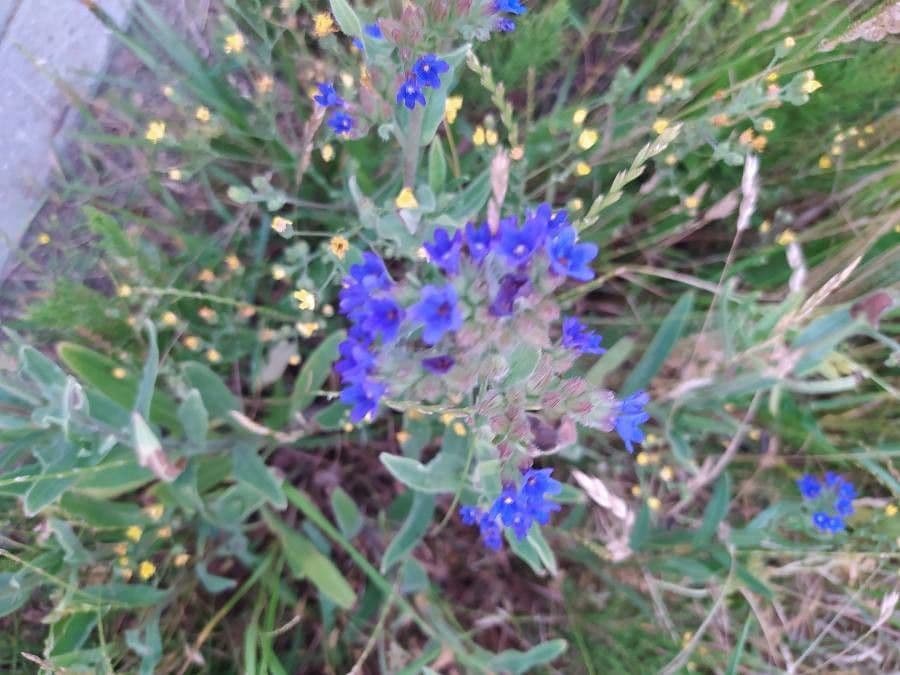 Lingua di bue officinale 22