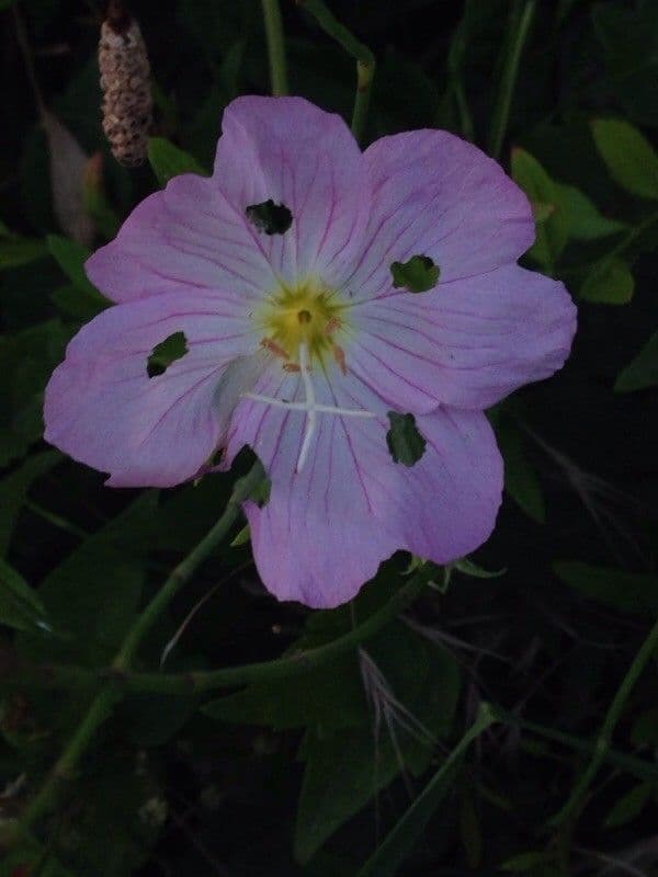 Enotera rosa 10