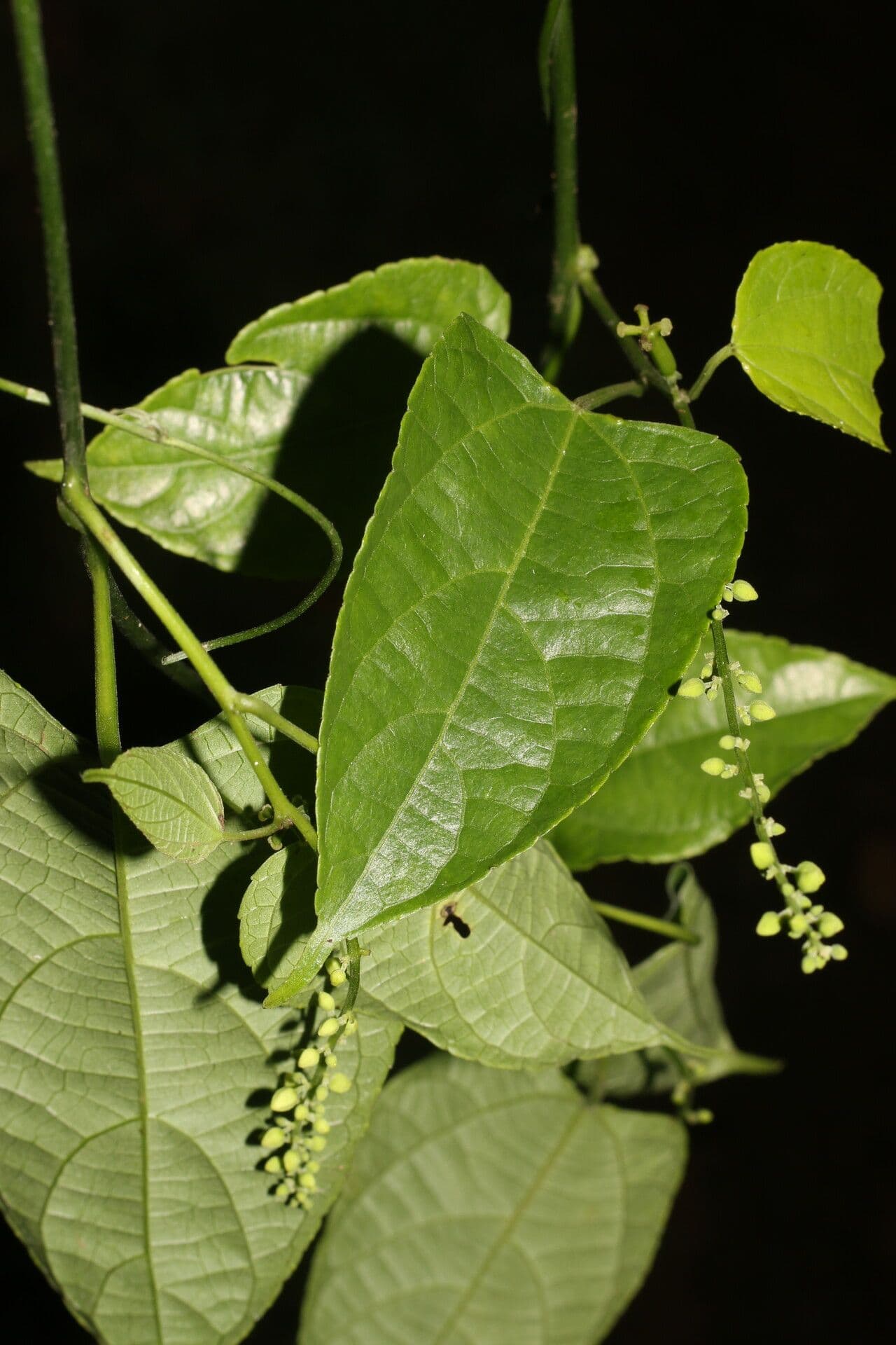 Plukenetia 6