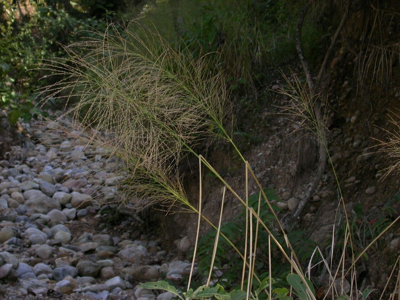 Dicliptera paniculata 9