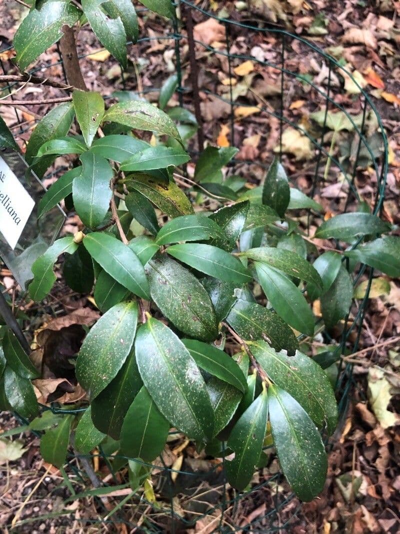 Camelia 2