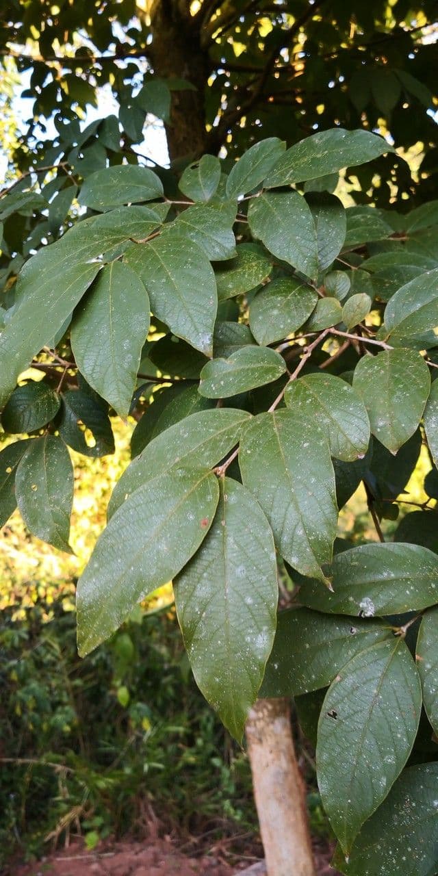 Lagerstroemia tomentosa 5