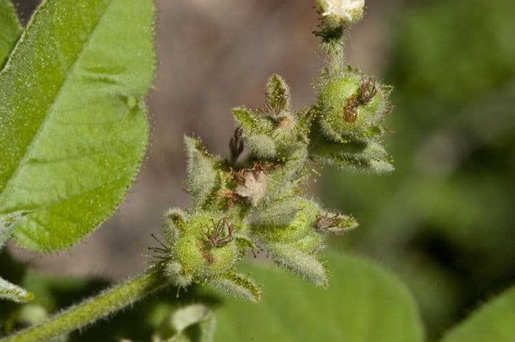 Wimperndrüsen-Croton 2