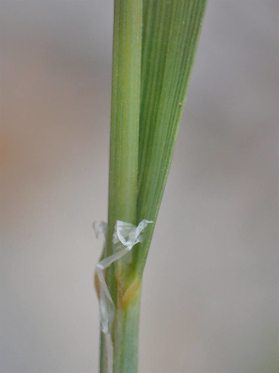 Espiguilla 25