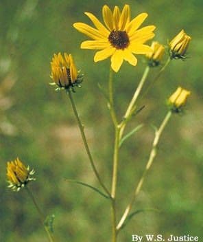 Schmalblättrige Sonnenblume 10