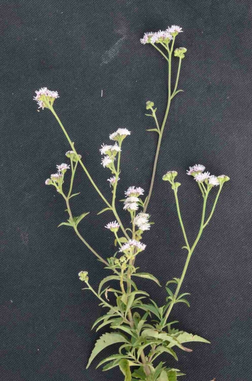 Ageratum 3