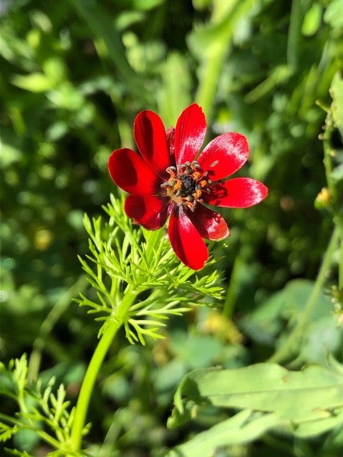 Adonis annuale 8