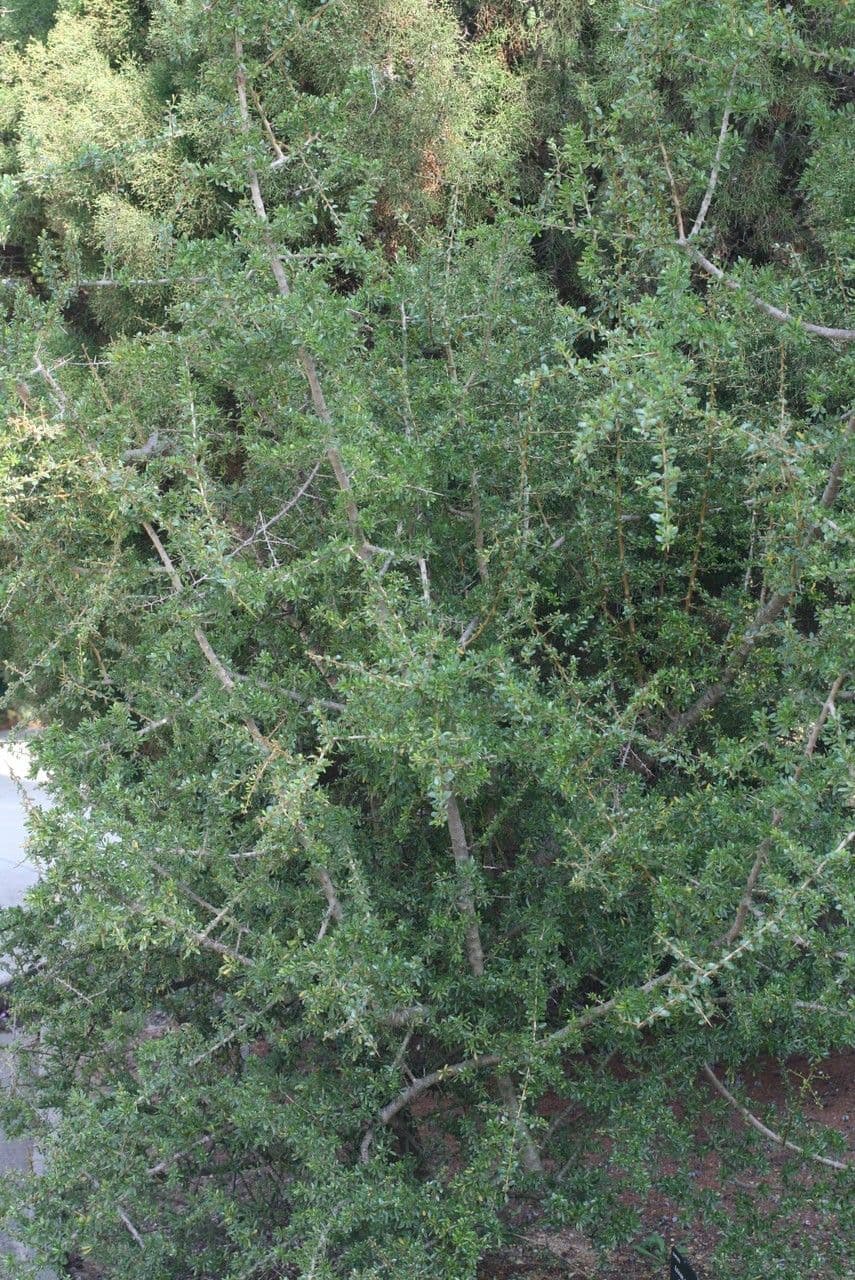 Argan 11