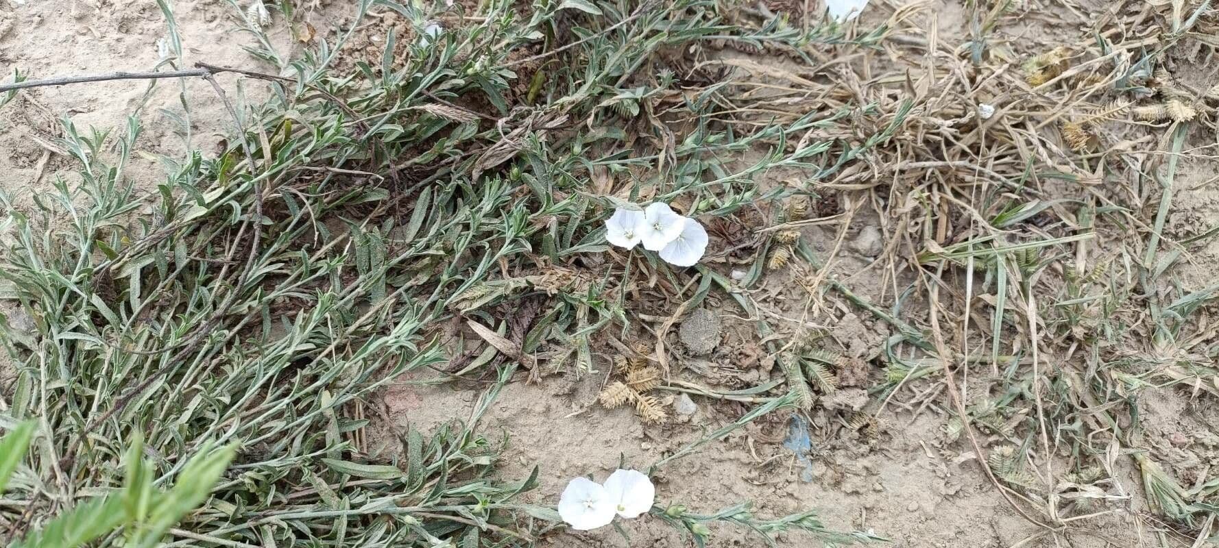 Iskerník plazivý 3