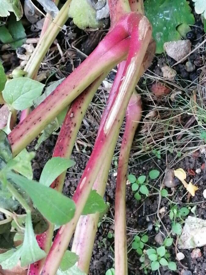 Wunderblume 24
