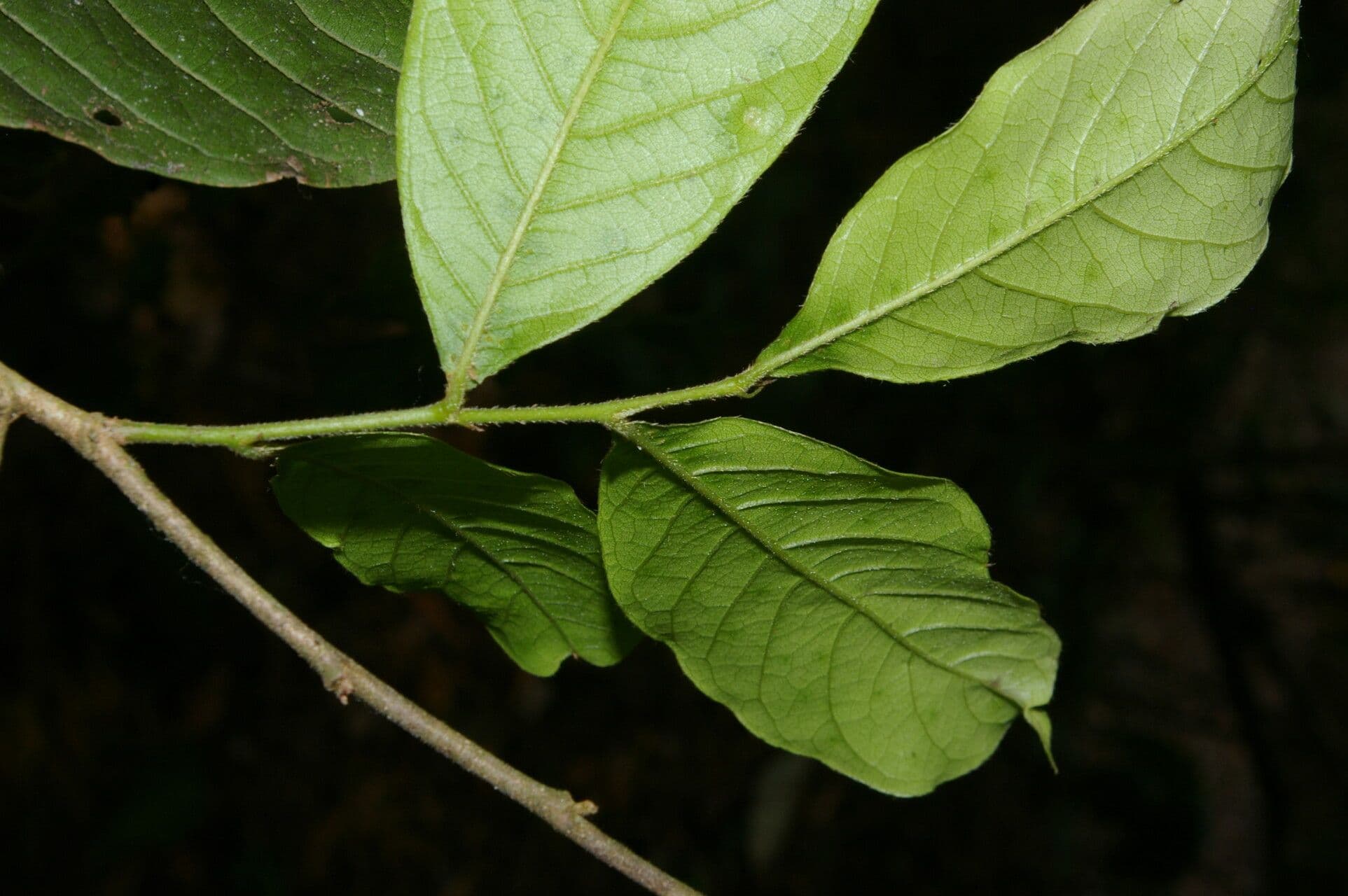 Hirtella 7