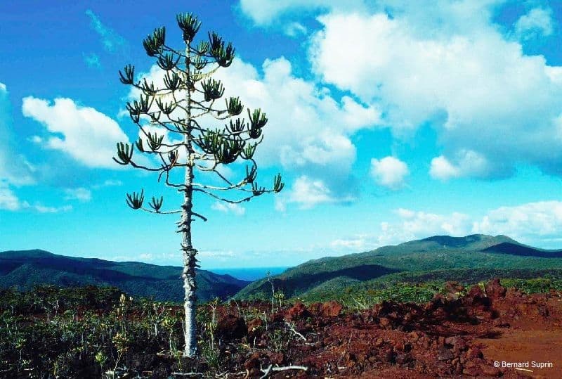 Araucaria 3