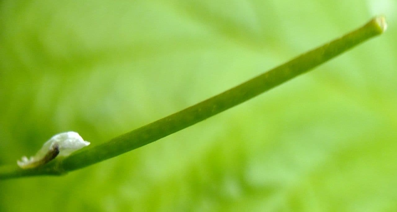 Cardamine flexueuse