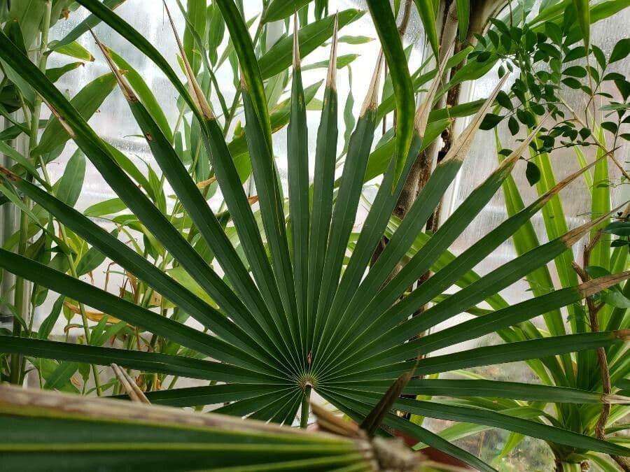 Coccothrinax